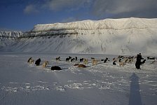 Dogs at Tempelfjorden