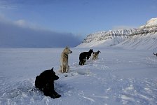 Sled dogs at Tempelfjorden