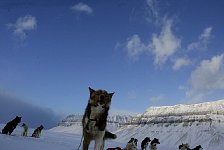 Sled dogs at Tempelfjorden