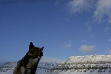 Sled dogs at Tempelfjorden