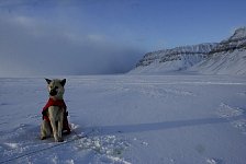 Sled dog