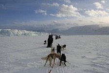 Dogs moving towards Tunabreen glacier