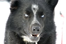 Sled dog named Putin