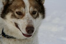 Sled dog named Polka