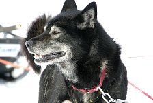 Sled dog named Miska