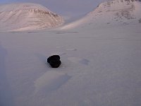 Polar bear tracks