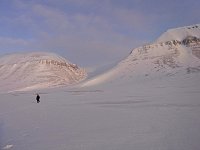 Polar bear tracks