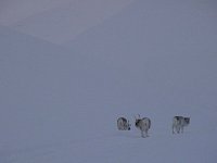 Svalbard reindeer