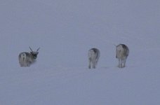 Svalbard reindeer