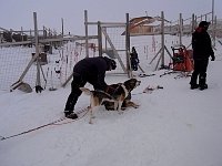 Getting the harness on