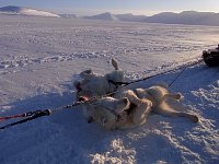 Dogs catching some sun