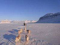 Tempelfjorden dog sledding