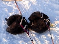 Dogs napping