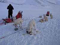 Sled dogs having breakfast