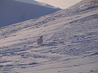 Ptarmigan