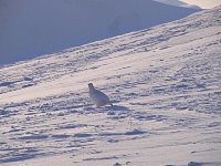 Ptarmigan