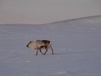 Svalbard reindeer