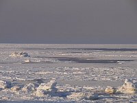 Sea ice on Isfjorden