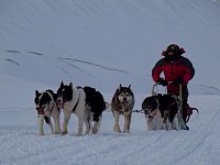 Gangdalen dog sledding