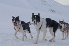 Gangdalen dog sledding