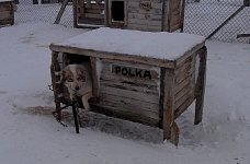 Sled dog: Polka