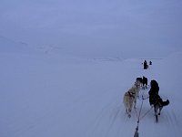 Adventdalen dog sledding at dusk