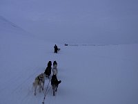 Adventdalen dog sledding at dusk