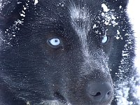 Sled dog named Putin