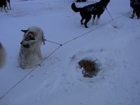 Dogs being alert