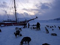 Feeding the dogs