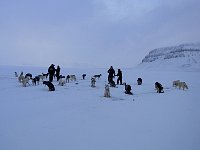 Feeding the dogs