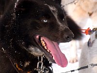 Sled dog named Putin