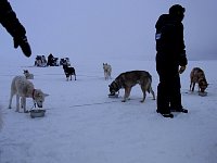 Dogs having dinner