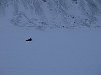 Seal on fjord ice