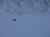 Seal on fjord ice