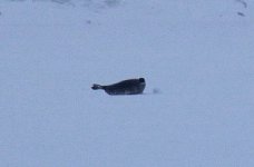 Seal on fjord ice