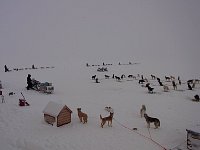 Dog sleds seen from the Noorderlicht