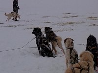 Dogs watching dog being handled