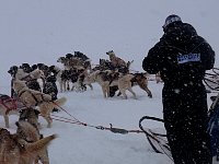 Dogs excited about running