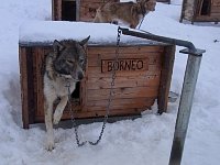 Sled dog: Borneo