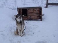 Sled dog: Zakk