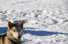 Early morning sled dog