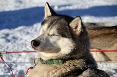 Early morning sled dog