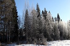 Forest at morning