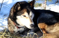 Early morning sled dog