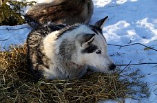 Early morning sled dog