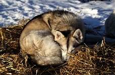 Early morning sled dog