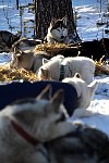 Dogs resting outside of vacation place