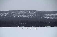 Reindeer on Vindel River