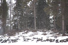 Hidden moose